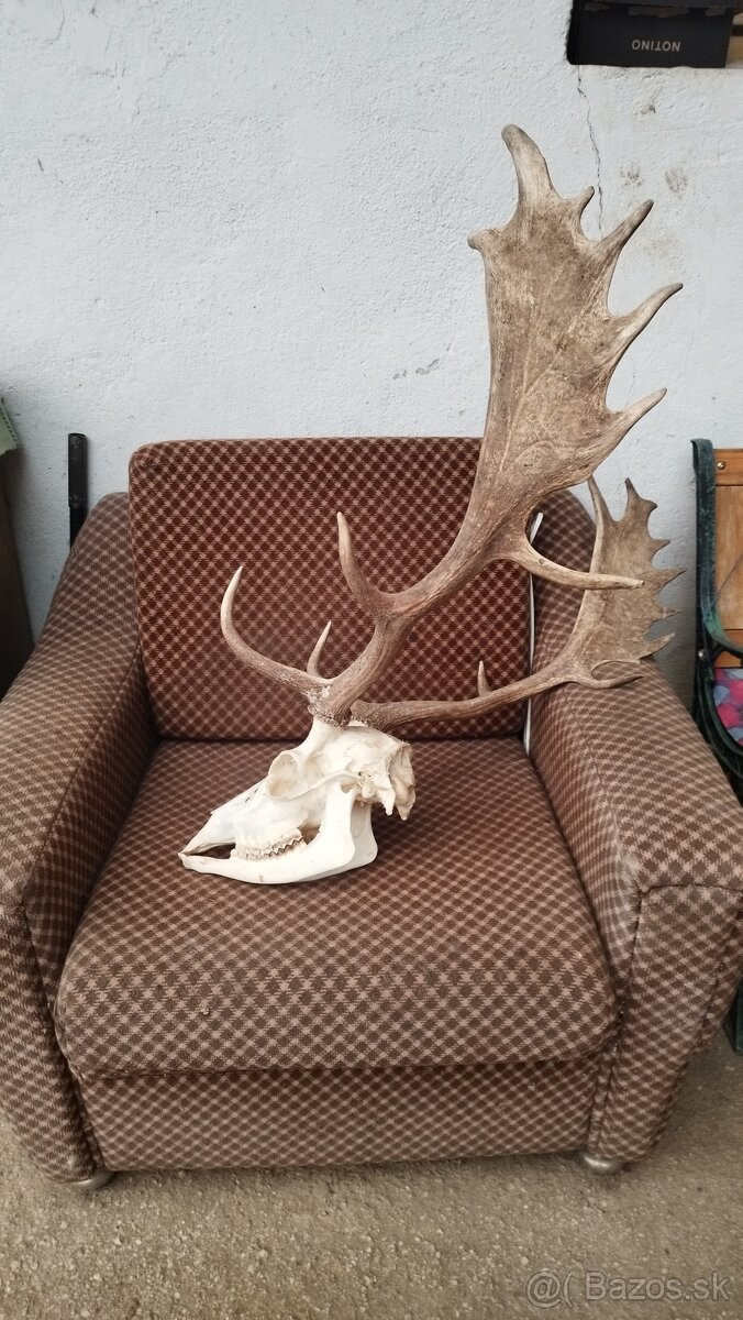 Predám trofej Daniela parožie zhody trofeje. - 2