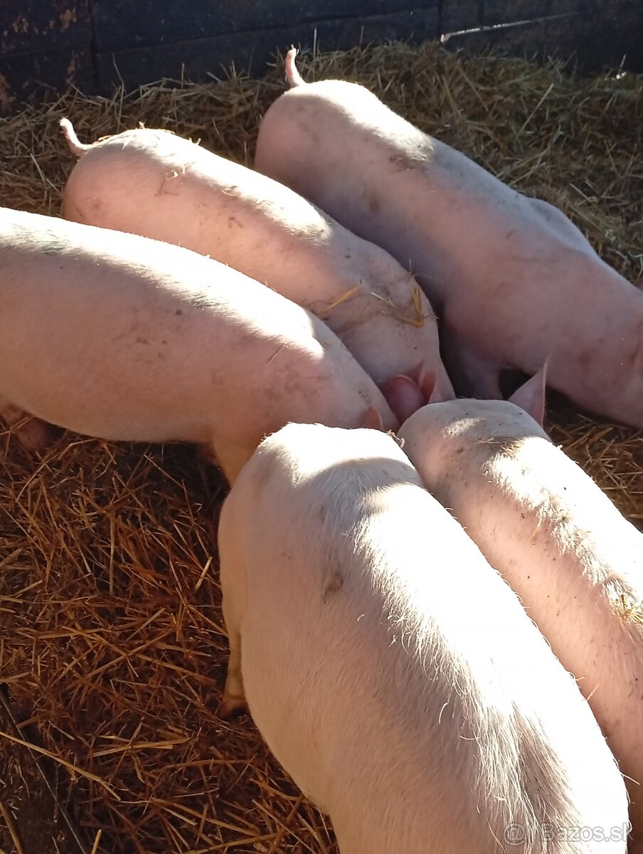 Predám ošípané - 2