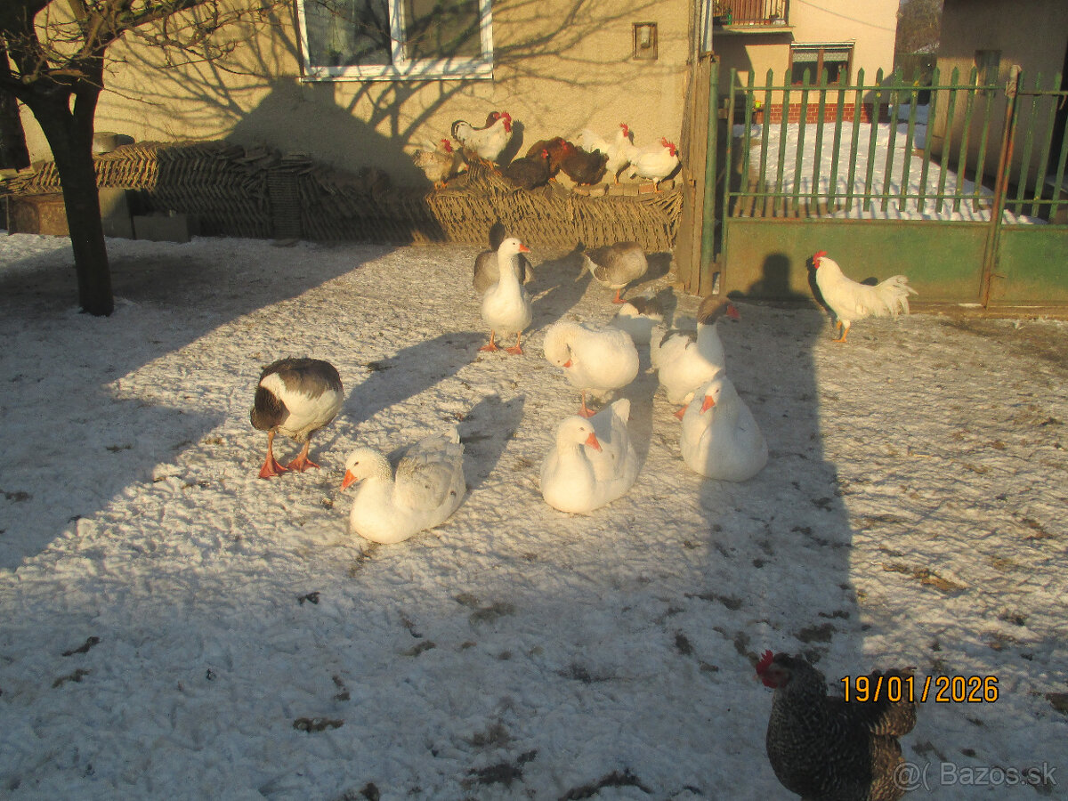 Predaj husí a kačíc - 2