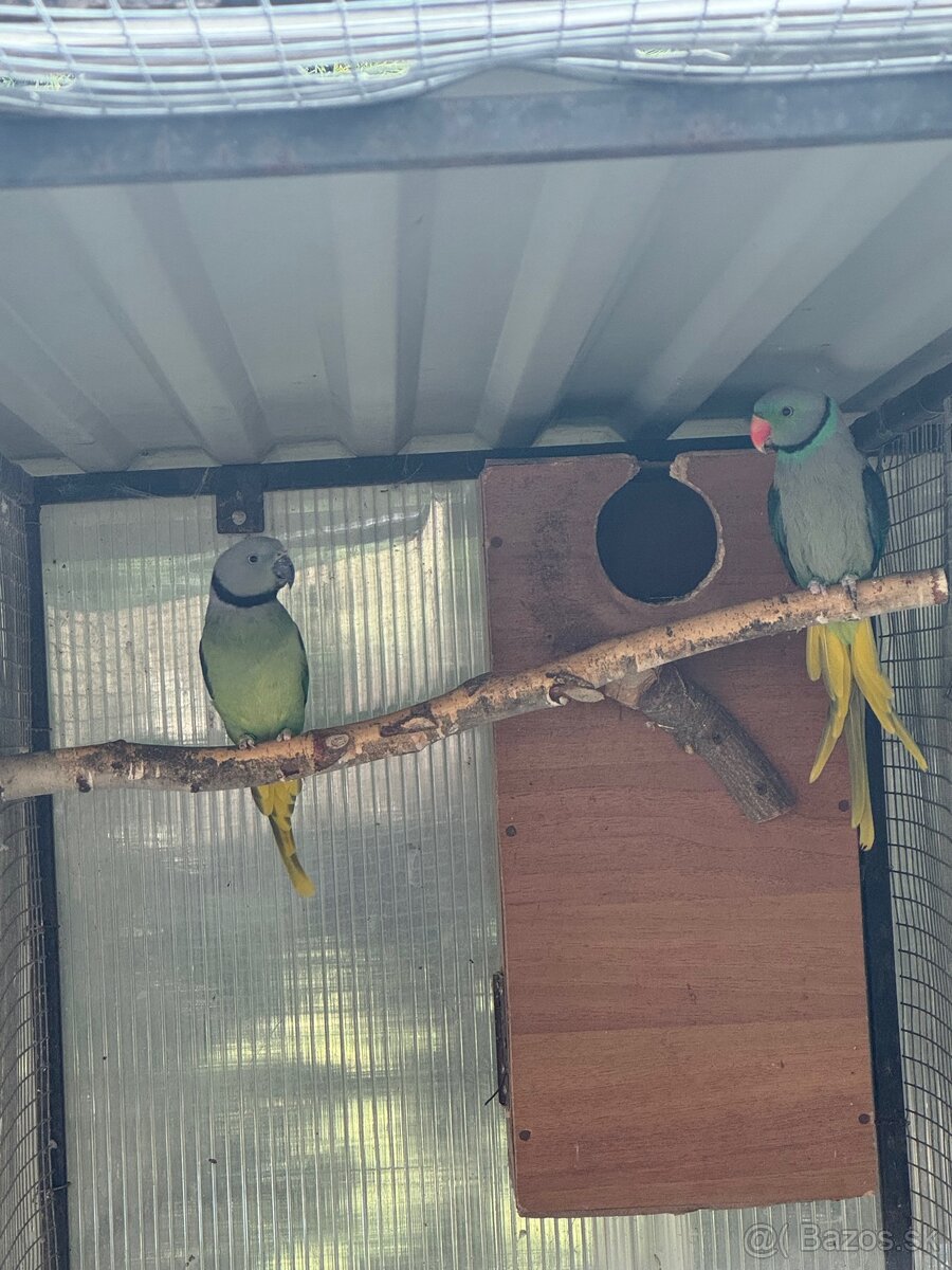 Chovný pár Alexander šedý/holubí - 2