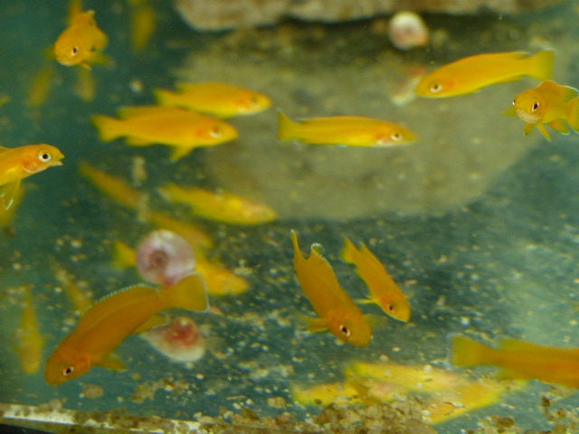Neolamprologus leleupi - 2