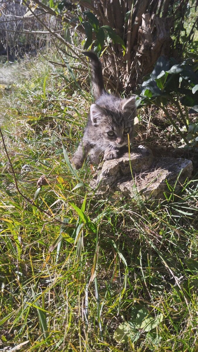 Strieborná mačka - 2