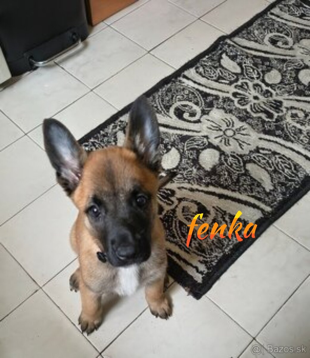 Fenka Belgický ovčiak malinois bez PP - 2