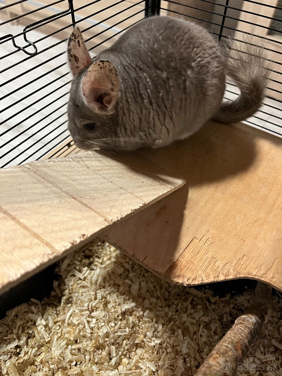 Činčila samček - 2