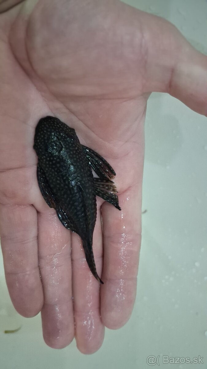 Prísavník obyčajný - 2