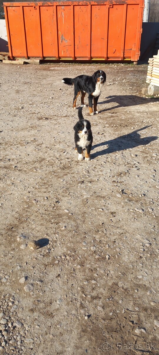 Bernský salasnicky pes - 2