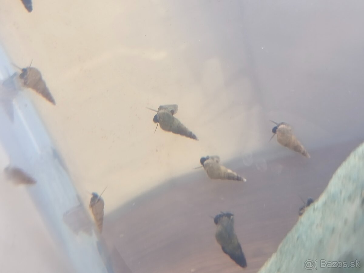 Predám slimáky - 2