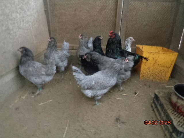 Ameraucana-násadové vajcia - 2