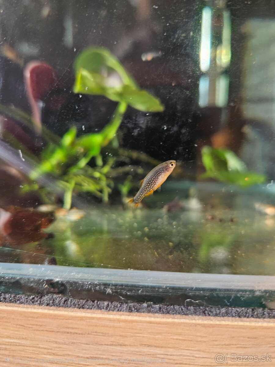 Razbora galaxy, anubias - 2