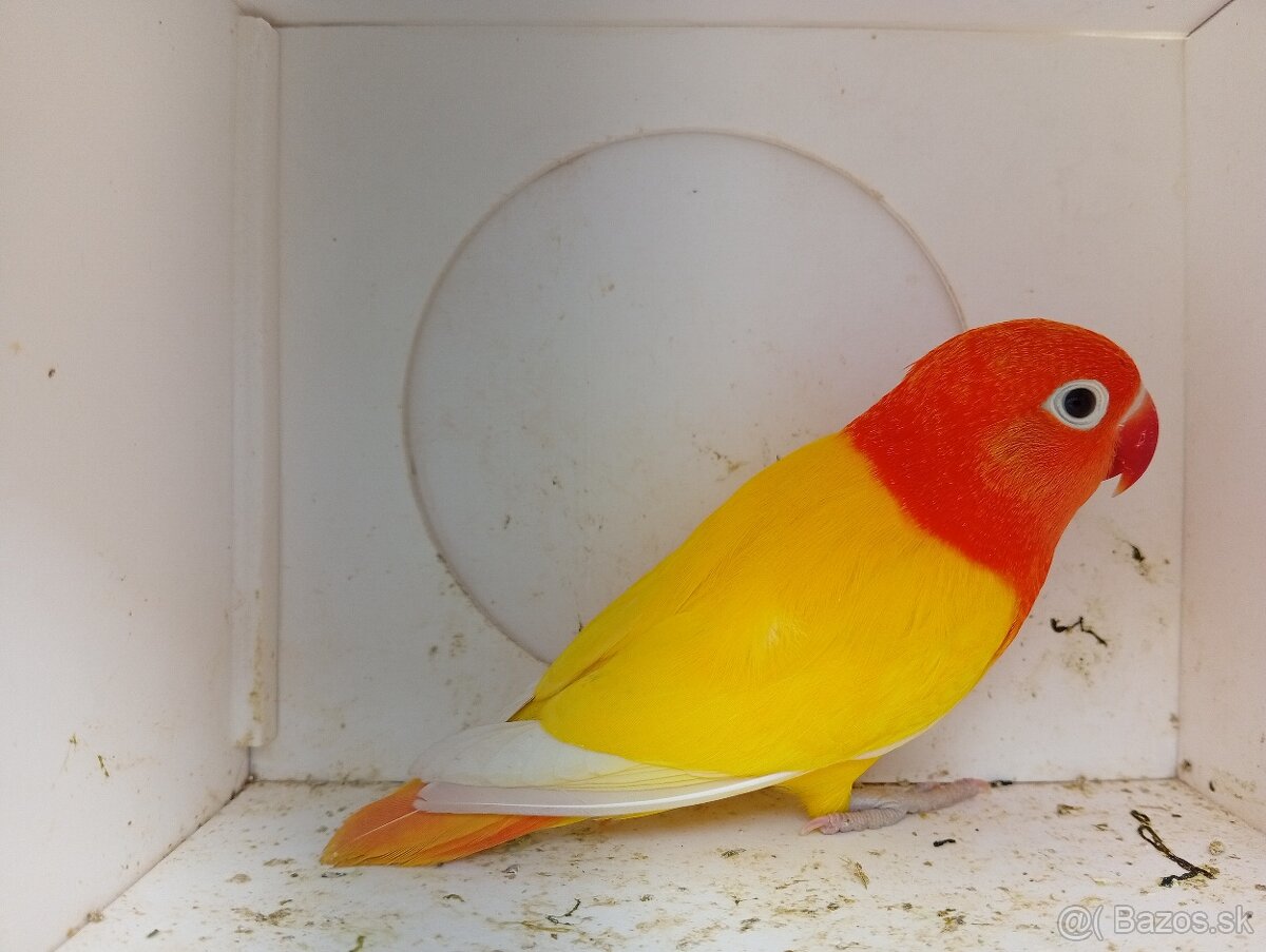Agapornis Fischer - 2
