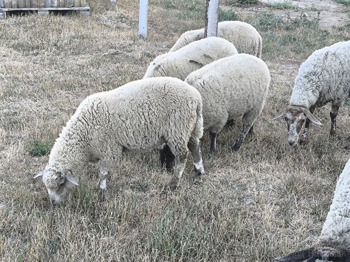 Mladé baranceky, ovečky - 2