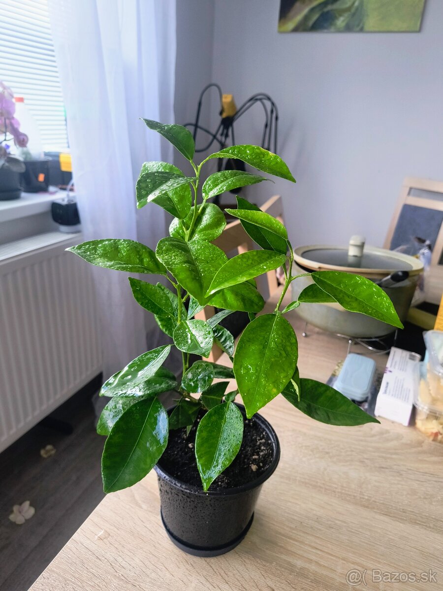 Predám citrusový stromček-záhradu - 2