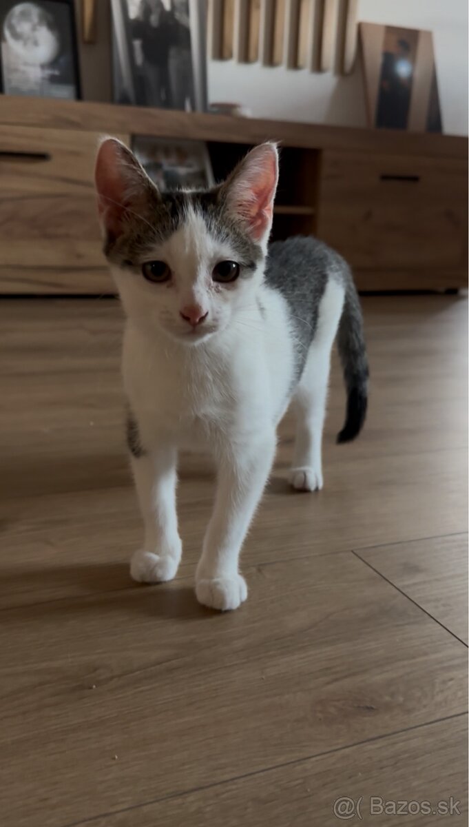 Darujem kocúrika. - 2