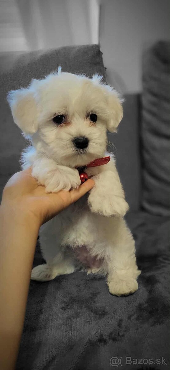 -Maltezák Mini- - 2