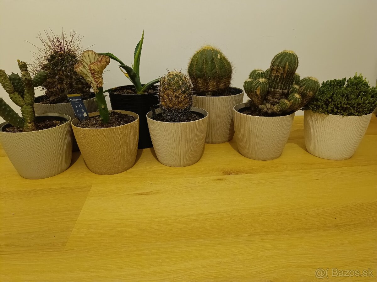 Zbierka kaktusov - 2