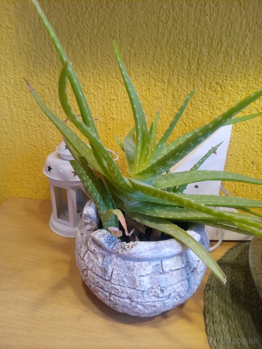 Predám Aloe vera v kvetináči - 2