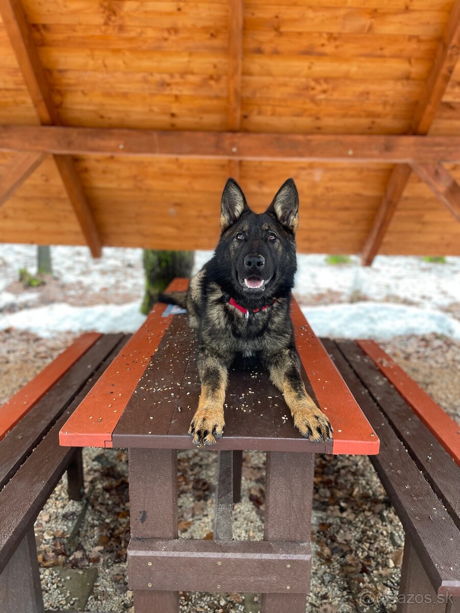 Nemecký ovčiak s PP - 2