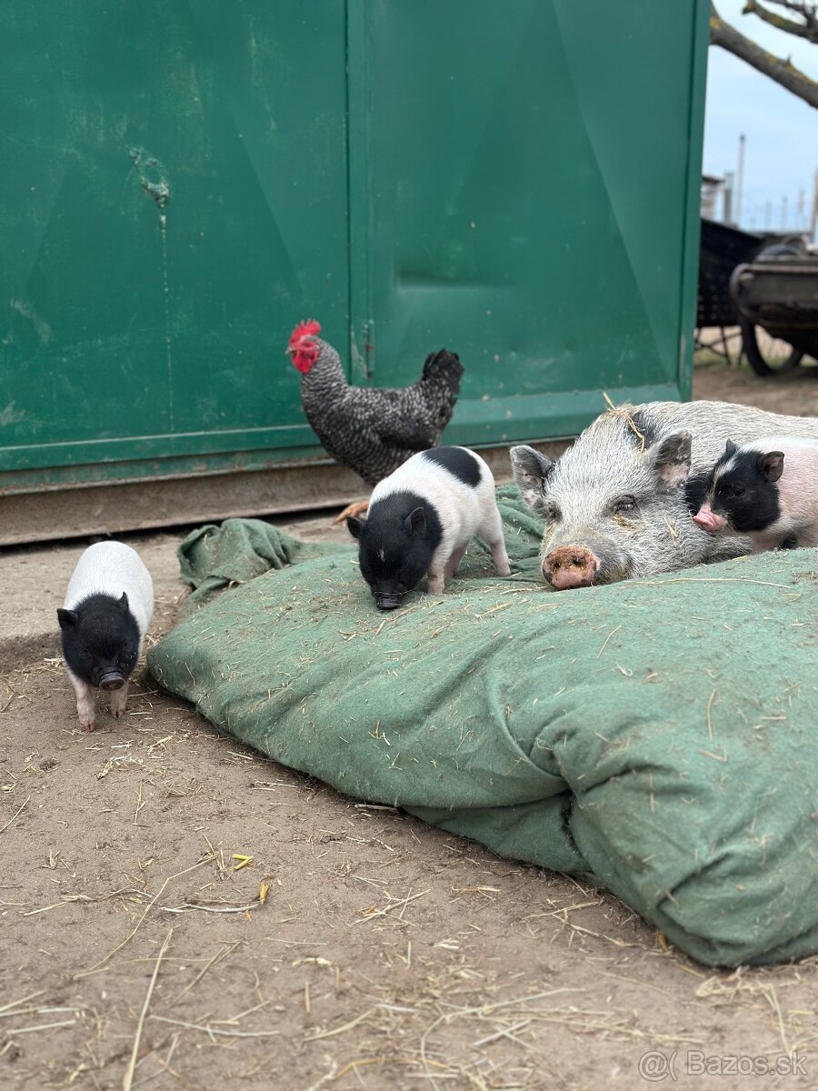 Predám mini prasiatká - 2