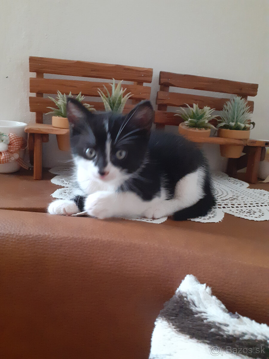 Darujem mačiatko - kocúrika - 2