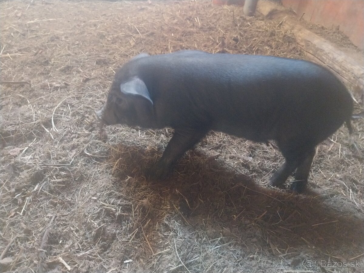 predáme vietnamské prasiatka. - 2