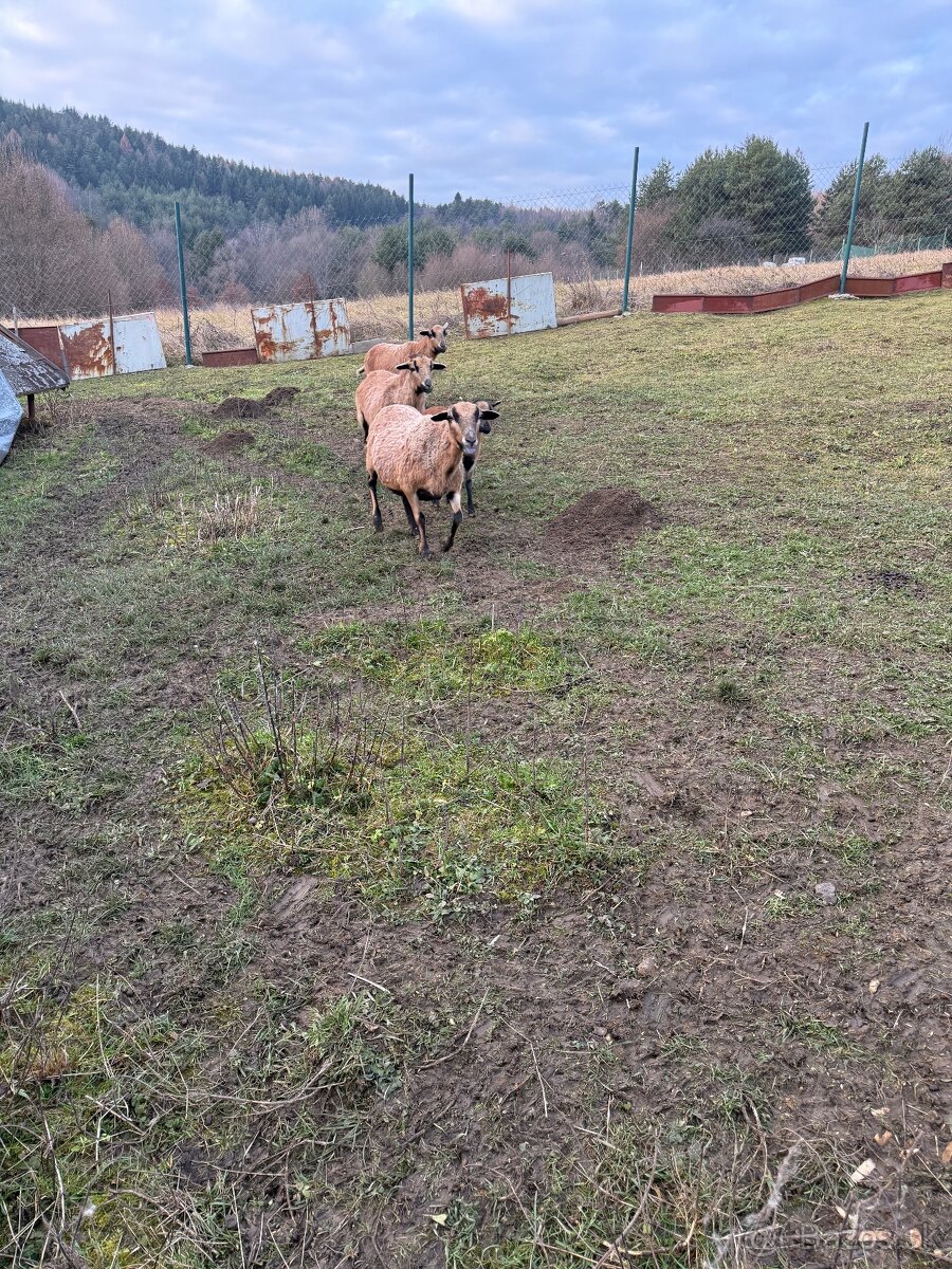 Kamerunské ovce - 2