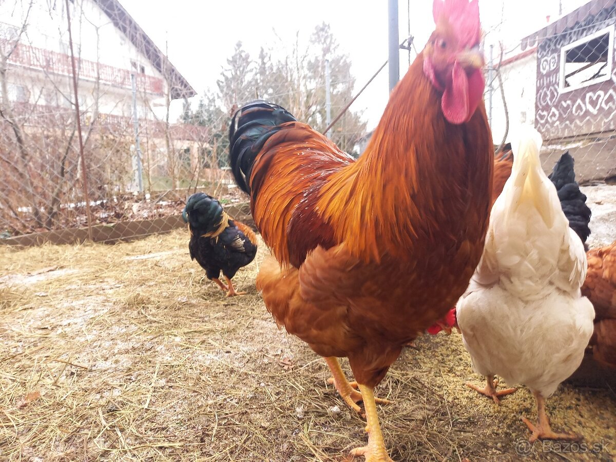 Hempšír kohút - 2