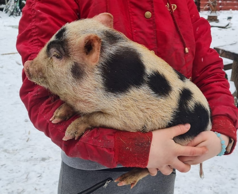 Gottingenské miniprasiatka - 2