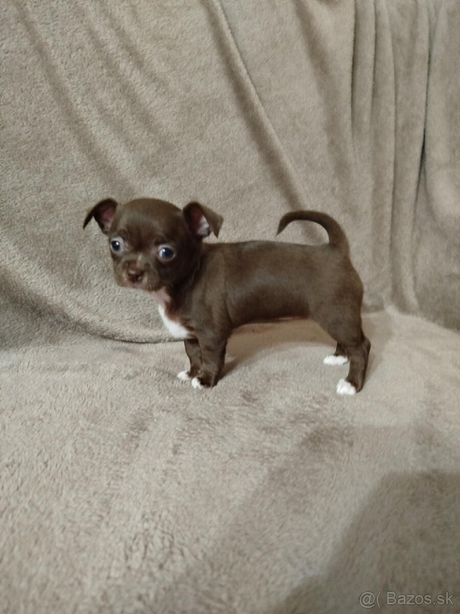 Čivava krátkosrstá - 2