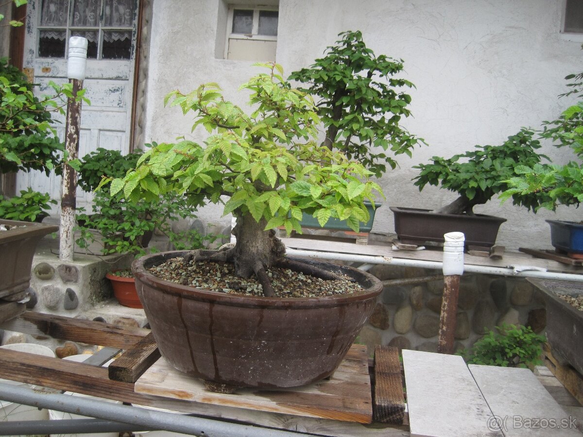 bonsai,bonsaj-hrab 15 - 2