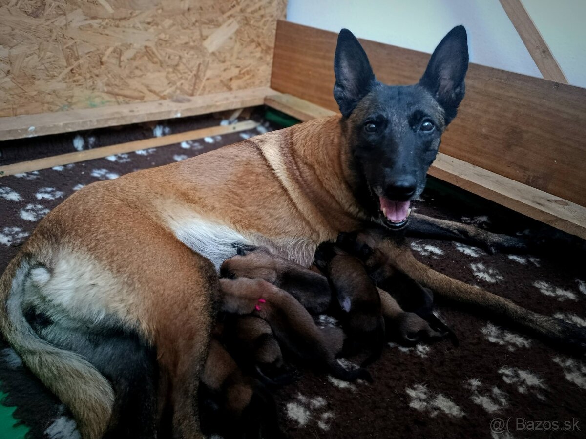 Belgický ovčák malinois s PP - 2