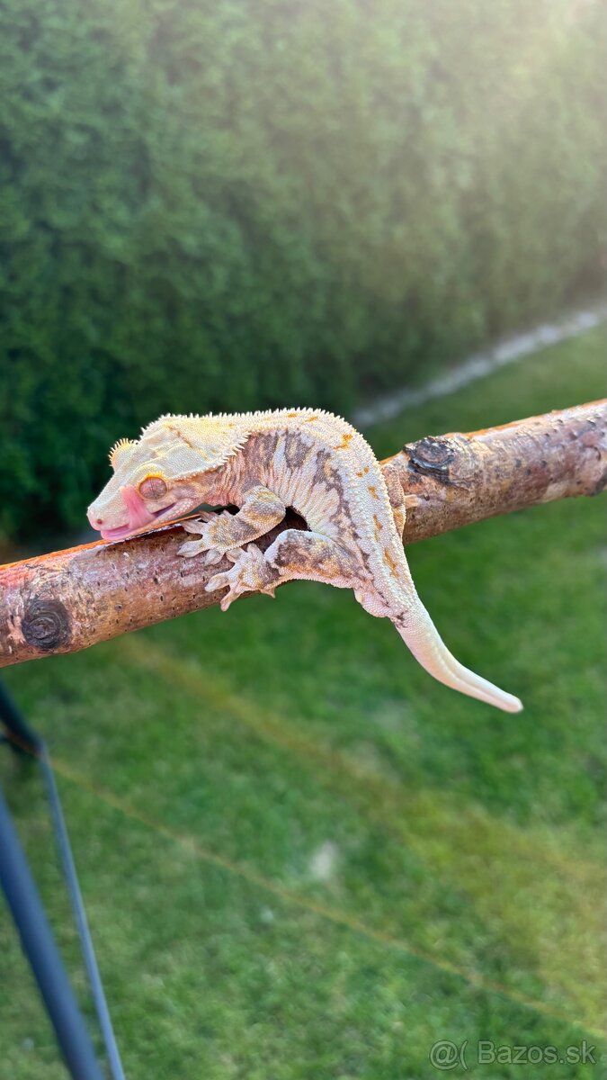 Pagekon riasnaty - LW samec - 2