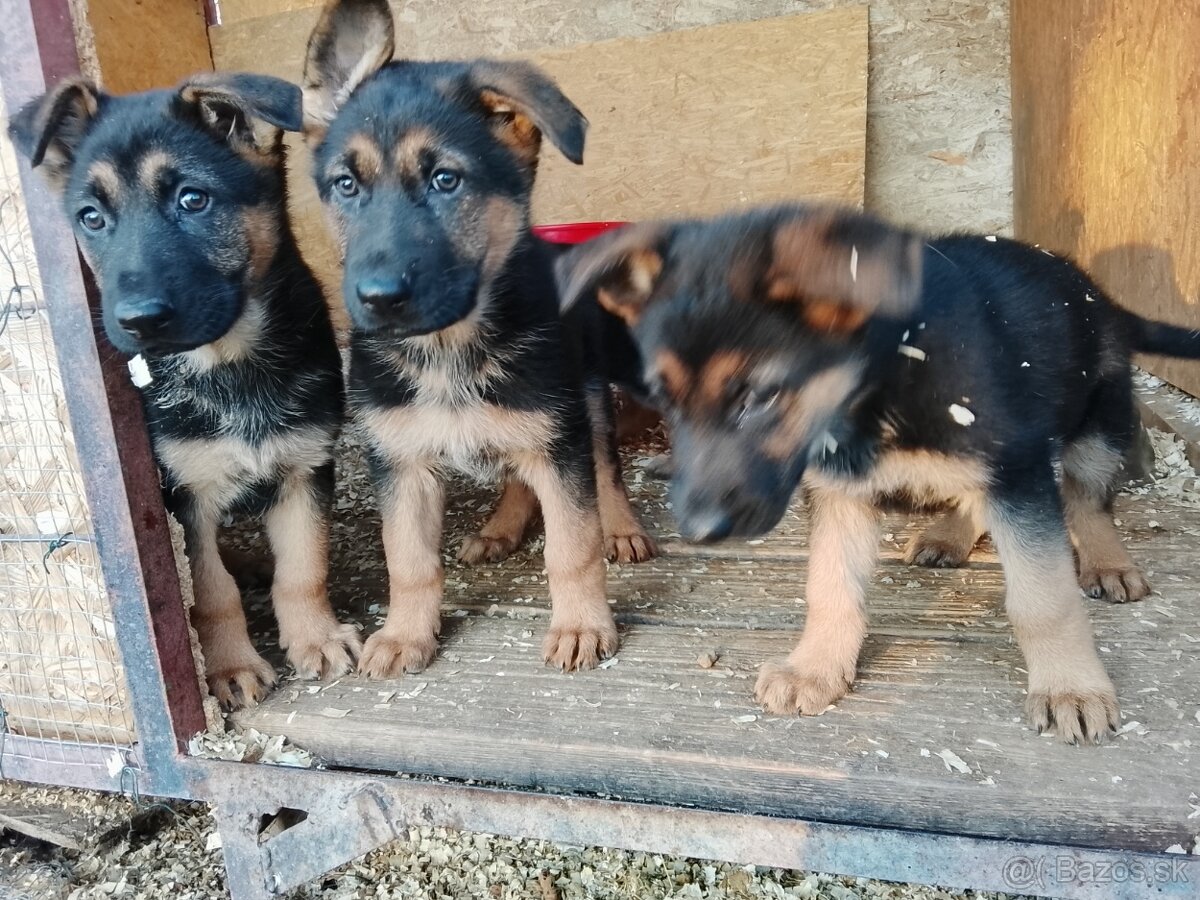 Nemecký ovciak stenata - 2