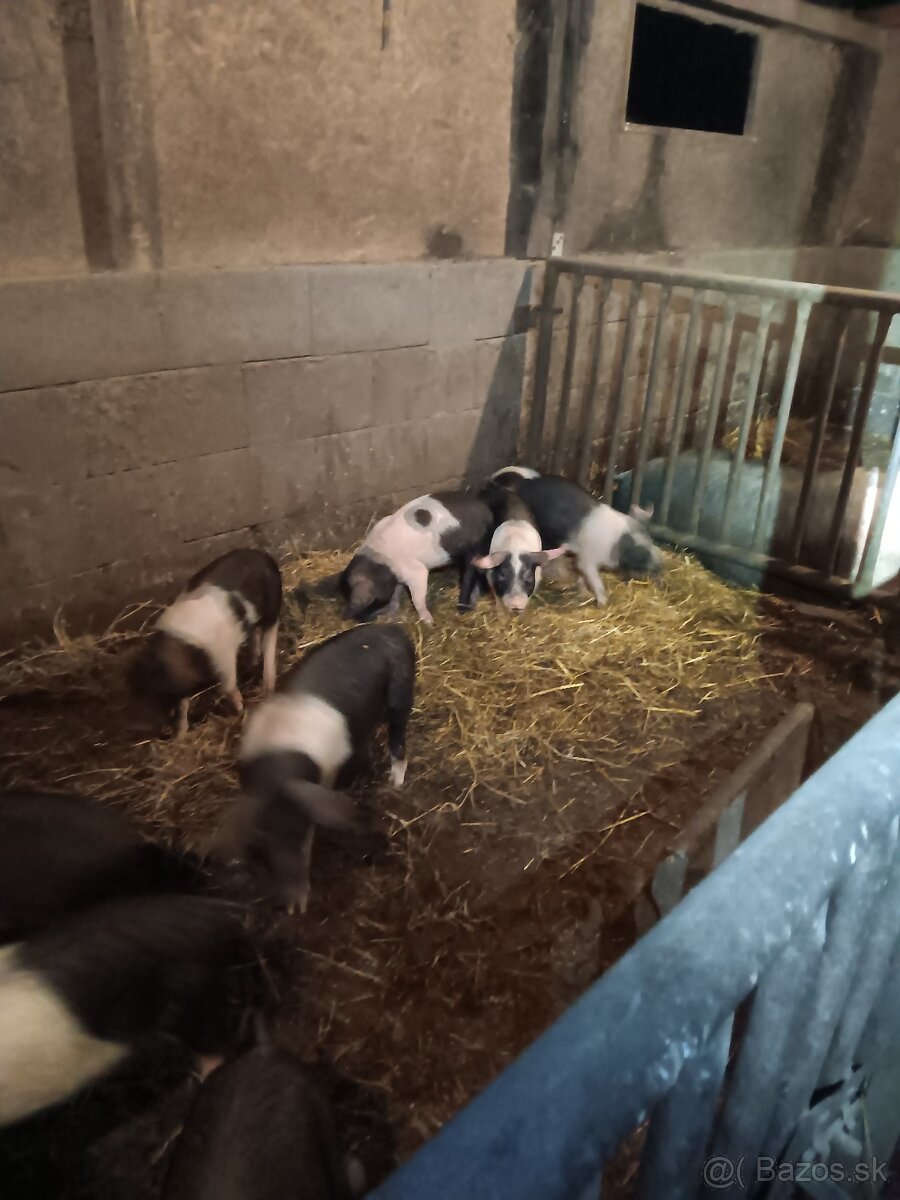 Predám presticke odstavcata - 2