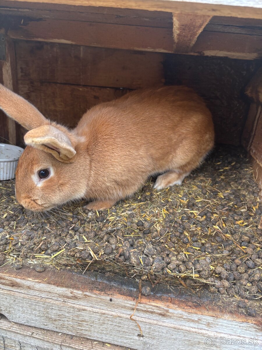 Burgundsky kralik - 2