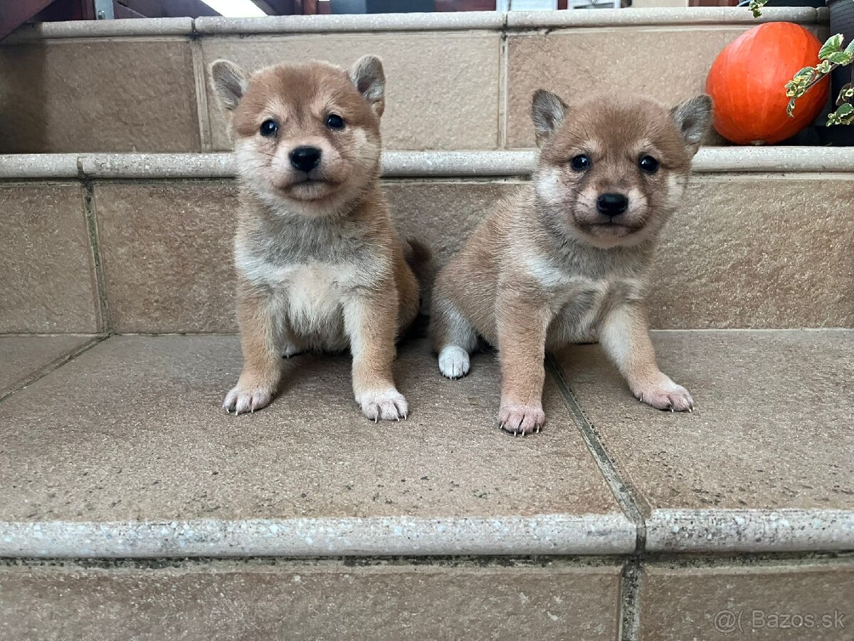 Shiba inu, šiba inu - 2
