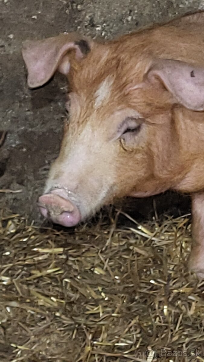 Predám kančeka - 2