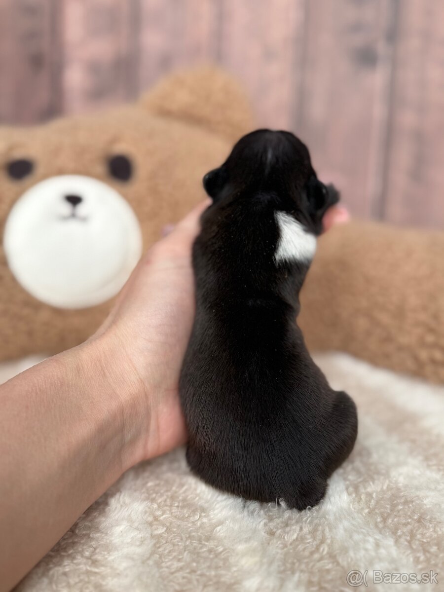 Kavalír king charles španěl s PP - 2