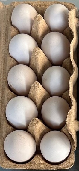 Násadové vajcia - 2