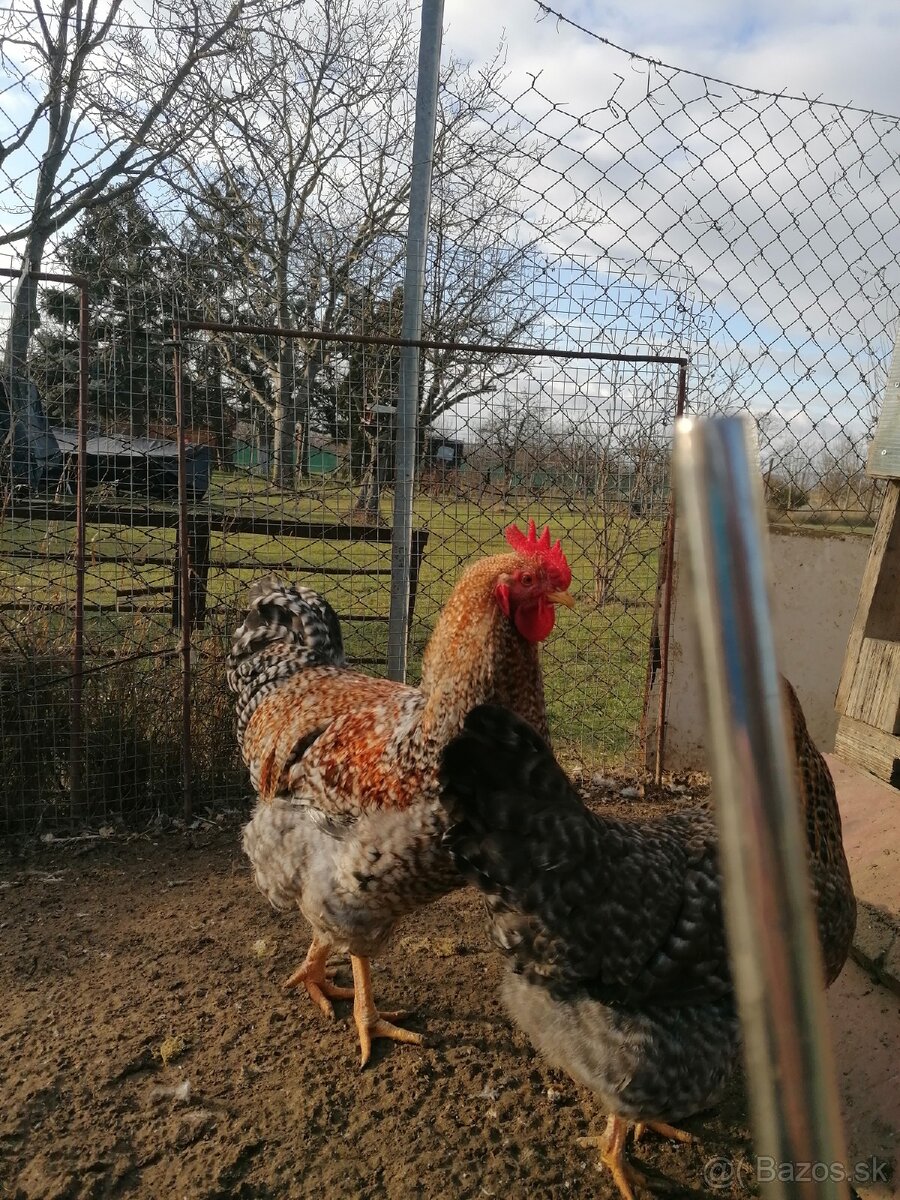 Kohúty bielefeld - 2