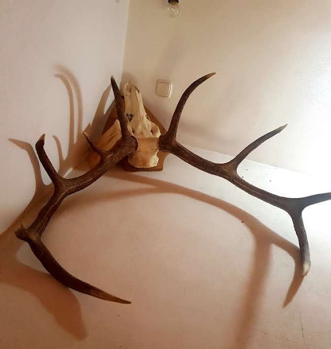 Predám jelenie parohy - 2