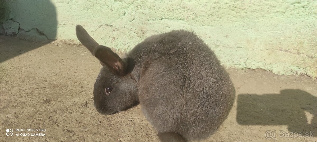 Predám zajaca-modreho - 2