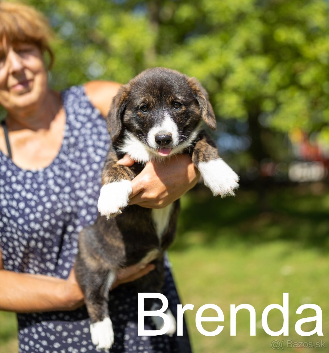 štěňata welshcorgi cardigan - 2