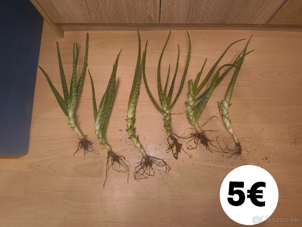 Aloe Vera - 2