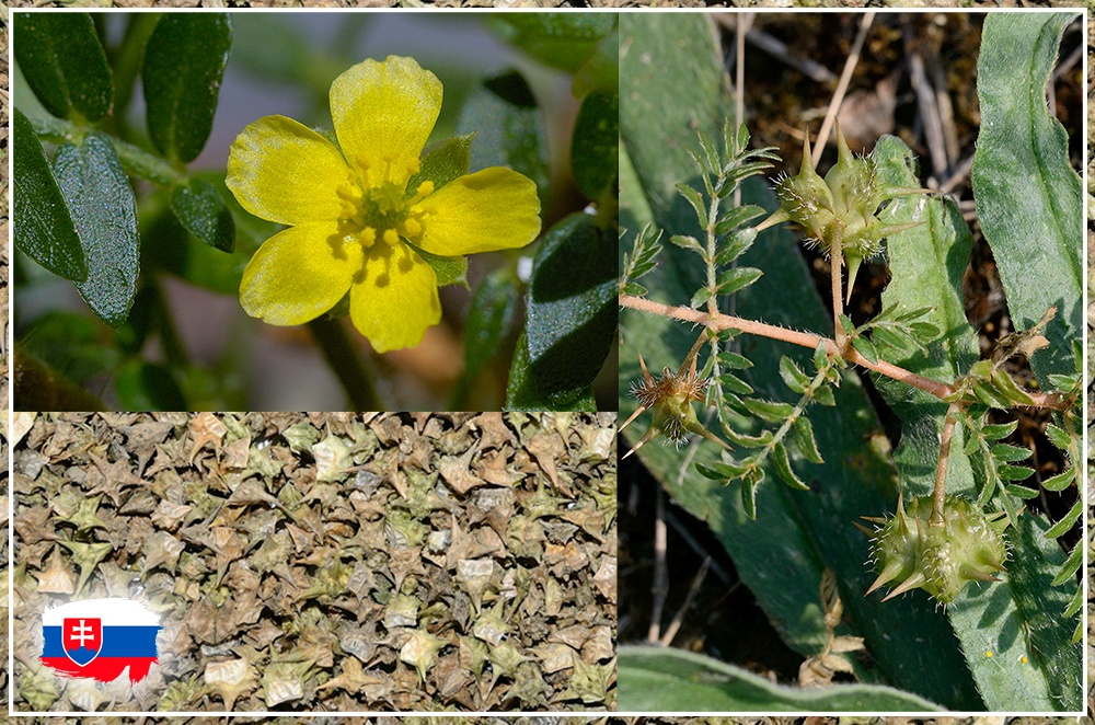 Kotvičník zemný (Tribulus terrestris) - semená - 2