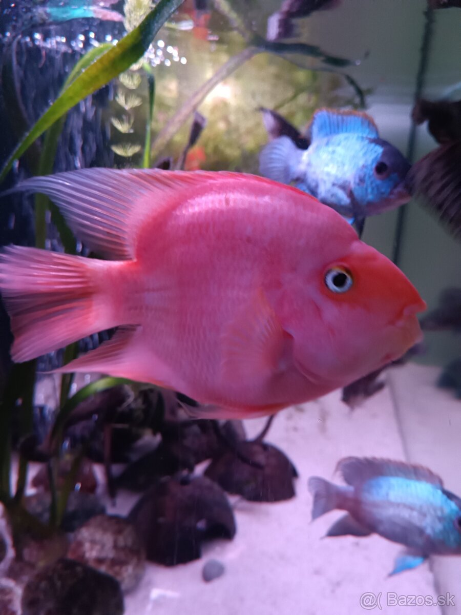 Red parot - 2