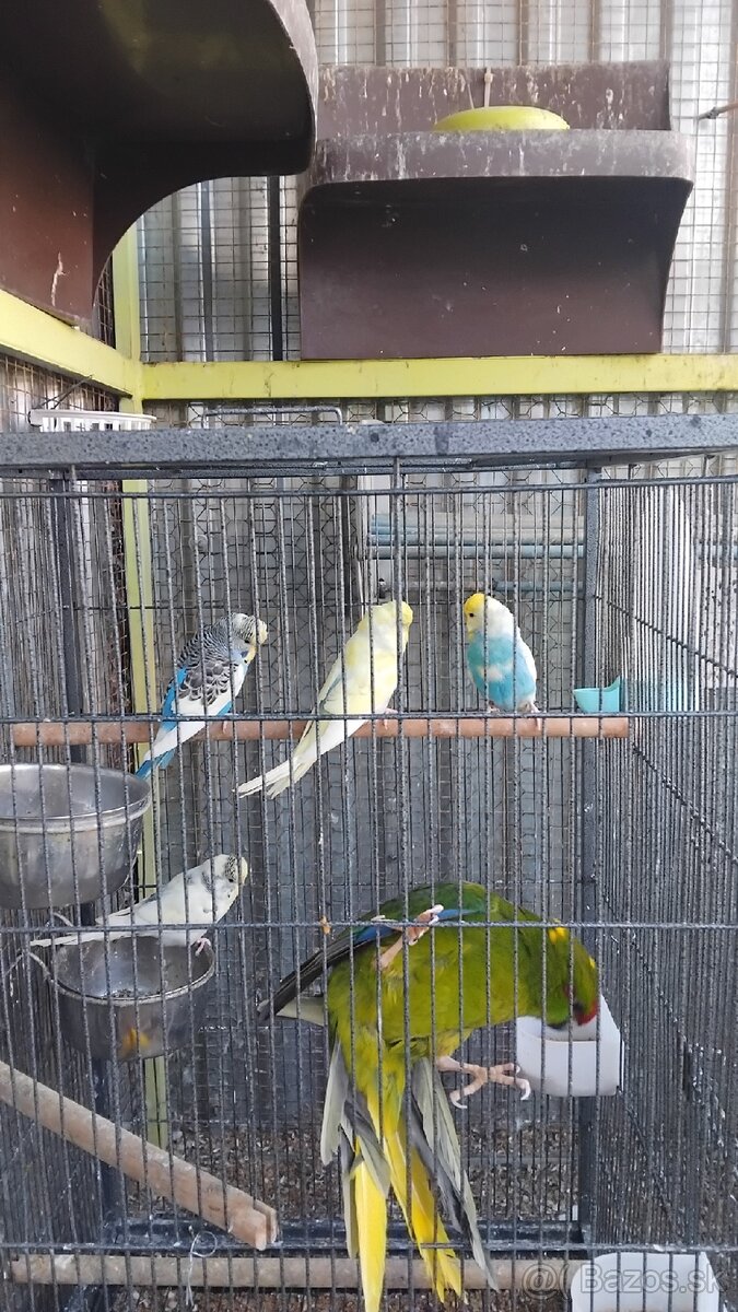Predám - 2