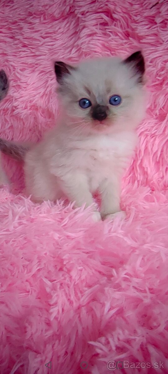 Ponúkam Ragdoll - 2