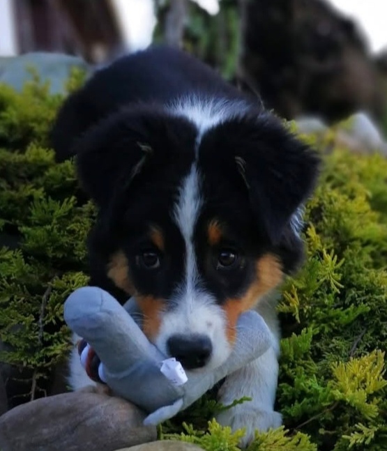 Austrálsky ovčiak šteniatka s PP - 2