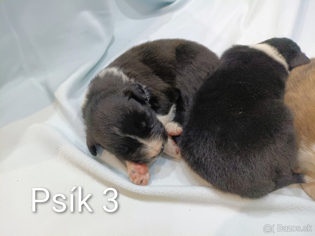 Border kolia - steniatka - 2