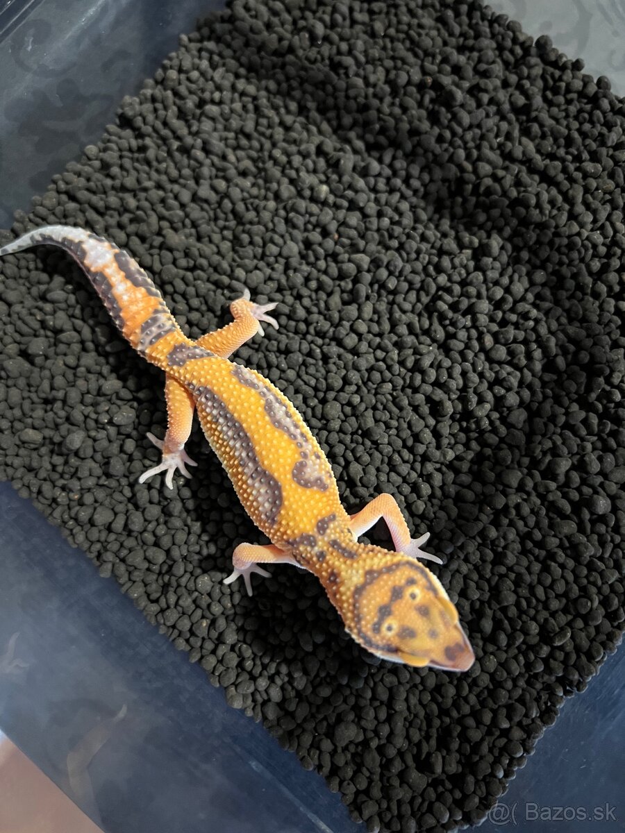 Gekončík nočný - eublepharis macularius - 2